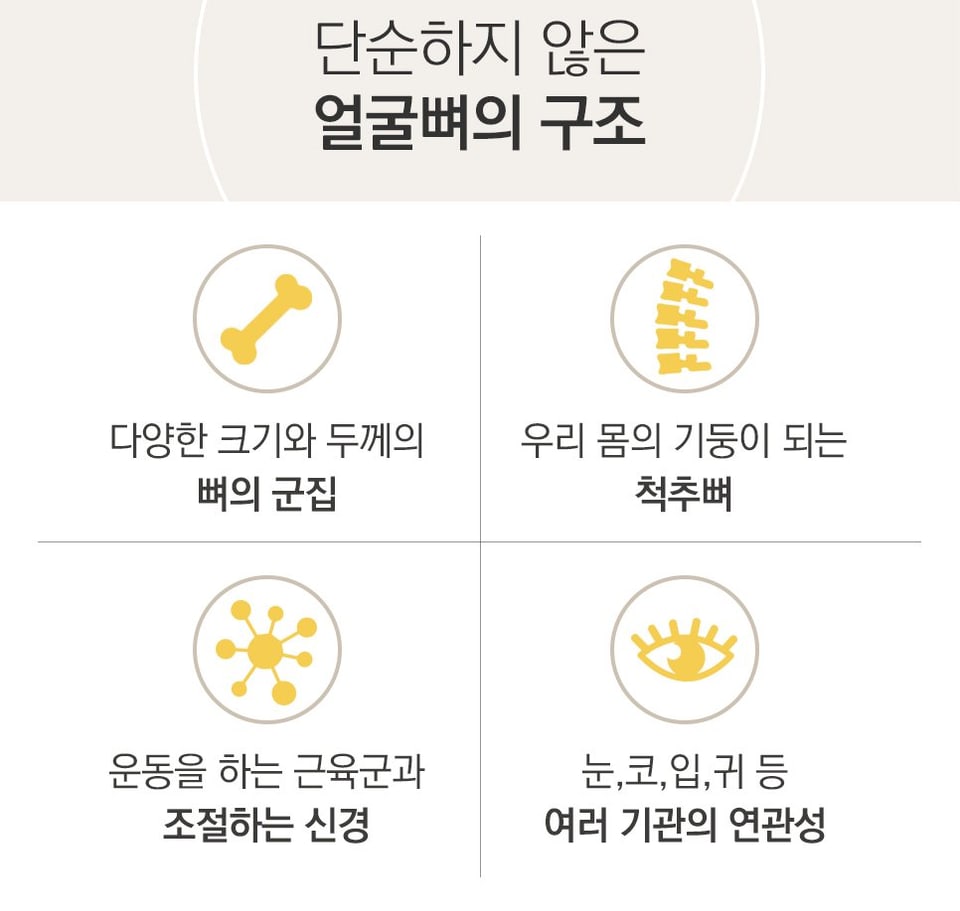 얼굴뼈의 구조 설명 — 크기와 두께가 다른 뼈의 군집, 척추뼈, 근육과 신경, 눈·코·입·귀 등 여러 기관의 연관성