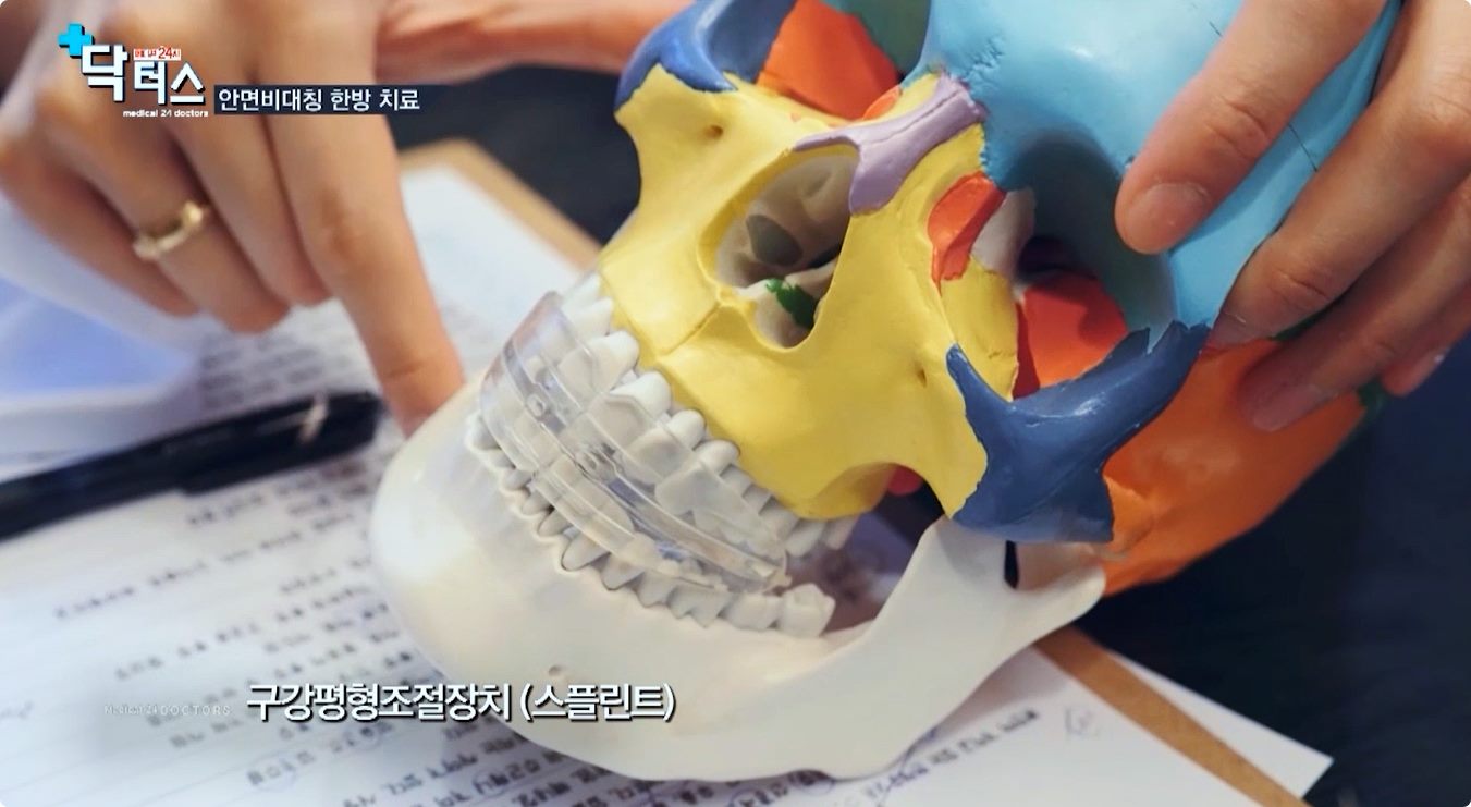 두개골 모형으로 설명하는 얼굴 뼈 구조
